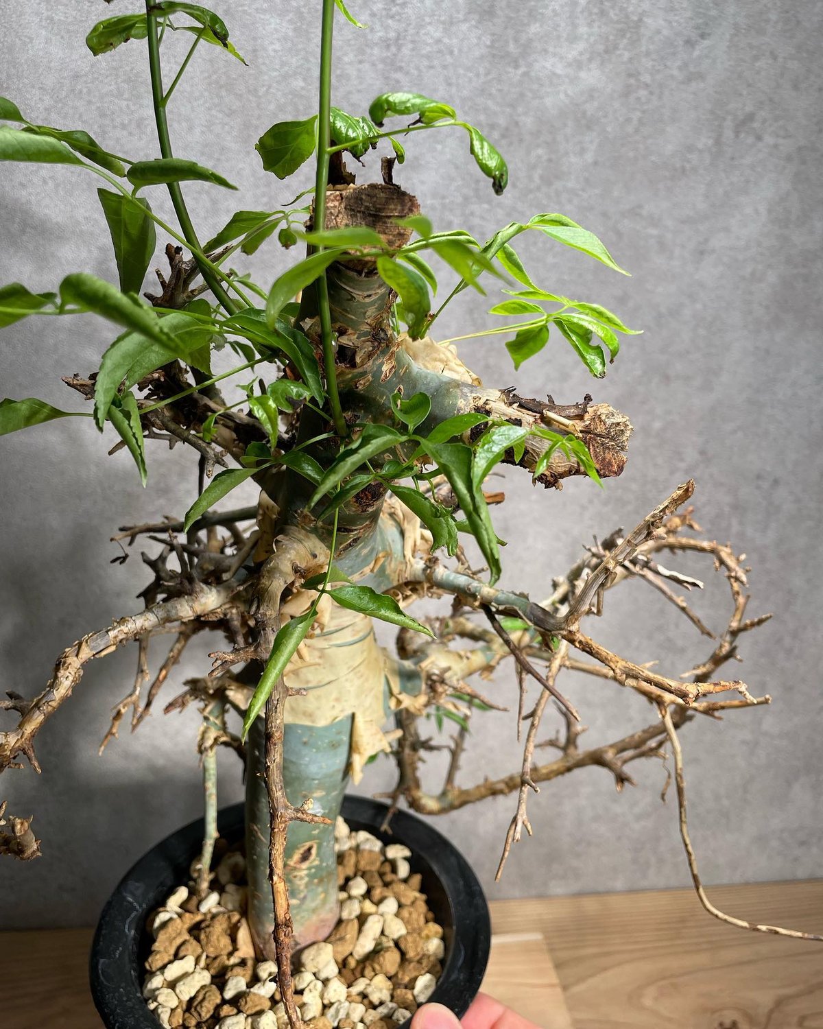 fit=scale-down,w=1200