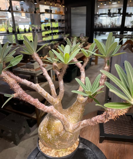 パキポディウム グラキリス　Pachypodium gracilius 　発根済　(gk-506）