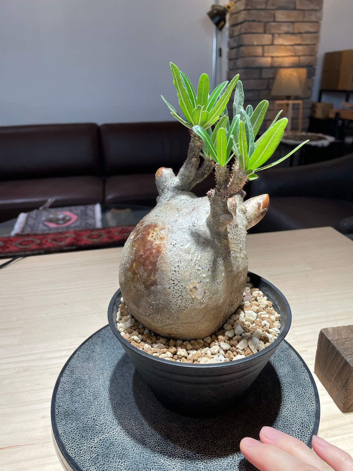 パキポディウム グラキリス Pachypodium gracilius 発根済 (gk-22