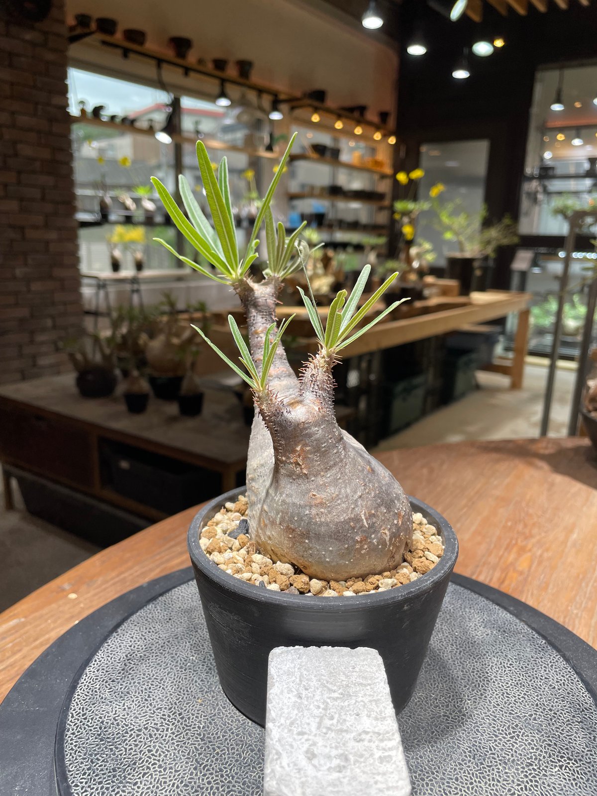 パキポディウム グラキリス Pachypodium gracilius 発根済 (gk-46