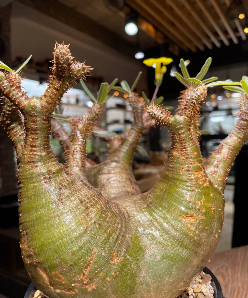 パキポディウム グラキリス Pachypodium gracilius 発根済 (gk-53