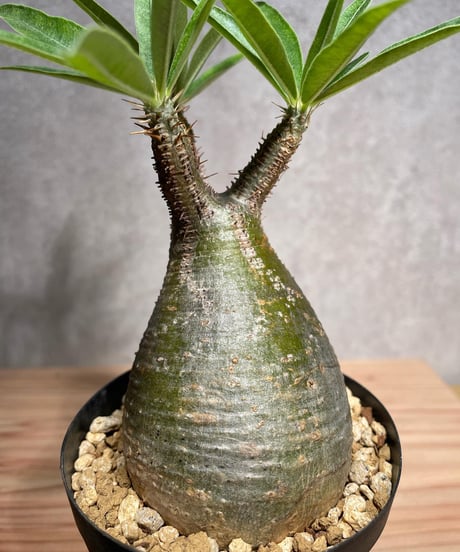 パキポディウム グラキリス　Pachypodium gracilius 　発根済　(商品番号gk-33)