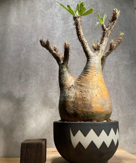 パキポディウム グラキリス　Pachypodium gracilius 　発根済　(商品番号gk-57valiem)  VALIEM 　BOWL　sizeL　(VALIEMタグ付き)