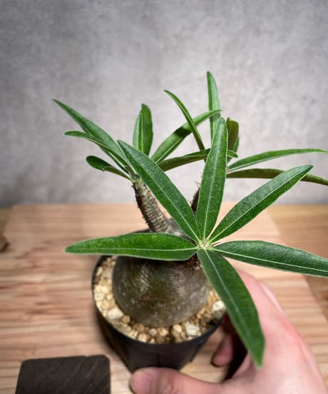 パキポディウム グラキリス　Pachypodium gracilius 　発根済　(商品番号gk-33)