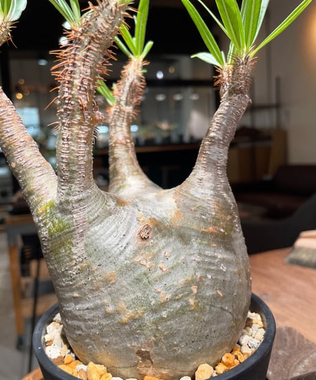 パキポディウム グラキリス　Pachypodium gracilius 　発根済　(gk-394)