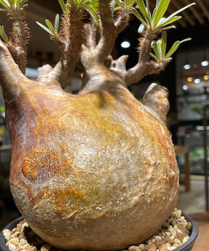 パキポディウム グラキリス Pachypodium gracilius 発根済 (gk-26