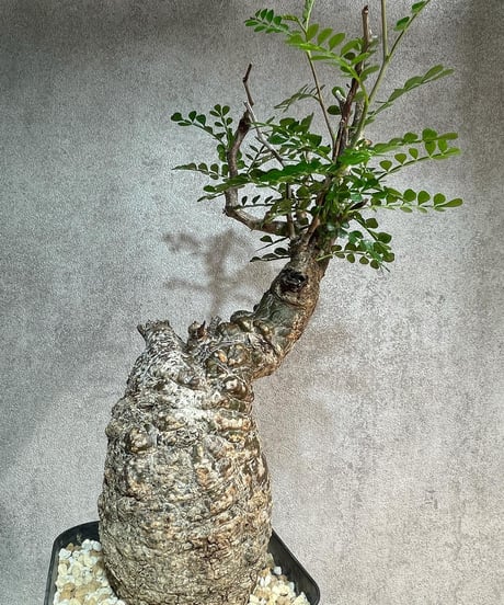 オペルクリカリア パキプス／Operculicarya pachypus　発根済　(塊根幅7cm)　(商品番号PP-25)