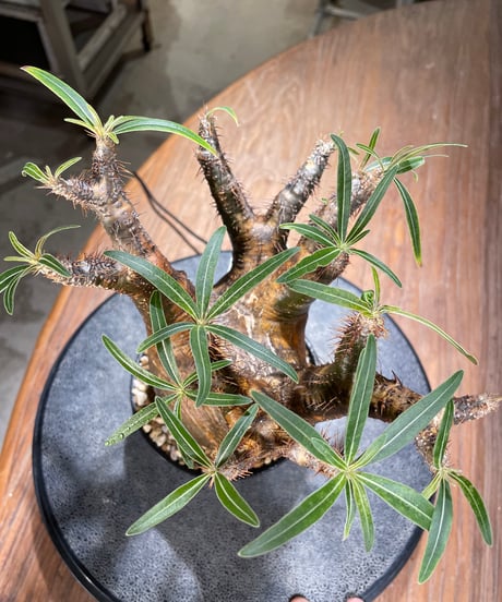 パキポディウム グラキリス　Pachypodium gracilius 　発根済　(gk-566)