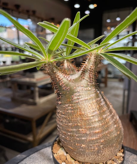 パキポディウム グラキリス　Pachypodium gracilius 　発根済　(gk-500）