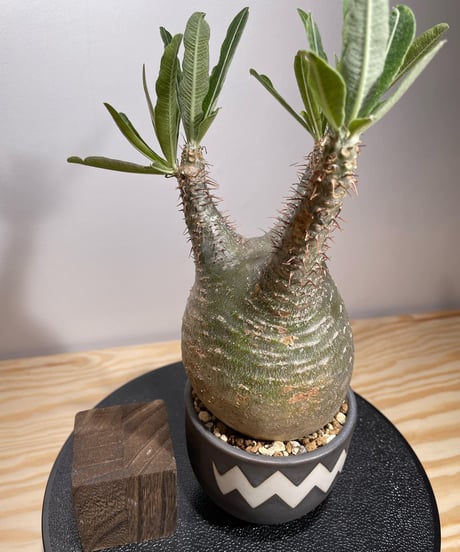 パキポディウム グラキリス　Pachypodium gracilius 　発根済　(商品番号gk-126valiem)VALIEM  (VALIEMタグ付き)