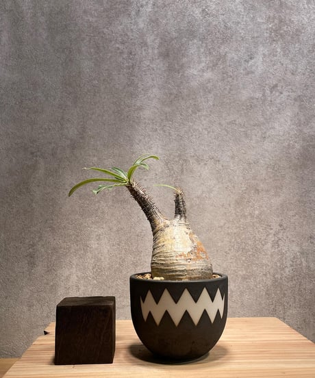 パキポディウム グラキリス　Pachypodium gracilius 　発根済　(商品番号gk-45valiem)  VALIEM 　BOWL　sizeS　(VALIEM巾着、タグ付き)