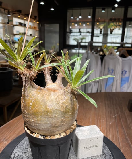 パキポディウム グラキリス　Pachypodium gracilius 　発根済　(gk-439）