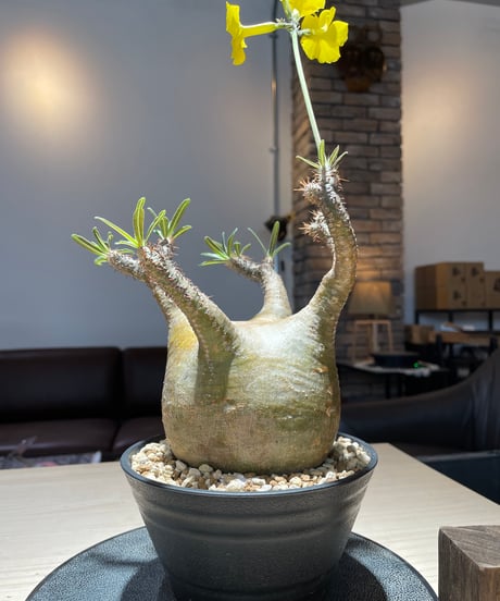 パキポディム グラキリス　Pachypodium gracilius 　発根済　(gk-207)