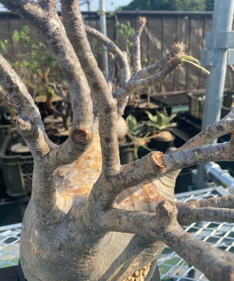 パキポディウム グラキリス　Pachypodium gracilius 　発根済　(商品番号gk-117)