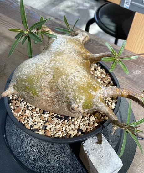 パキポディウム グラキリス　Pachypodium gracilius 　発根済　(gk-433)