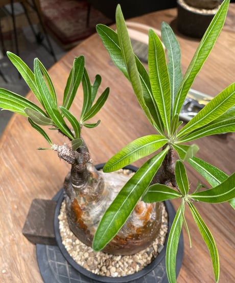 パキポディウム グラキリス　Pachypodium gracilius 　発根済　(gk-371)