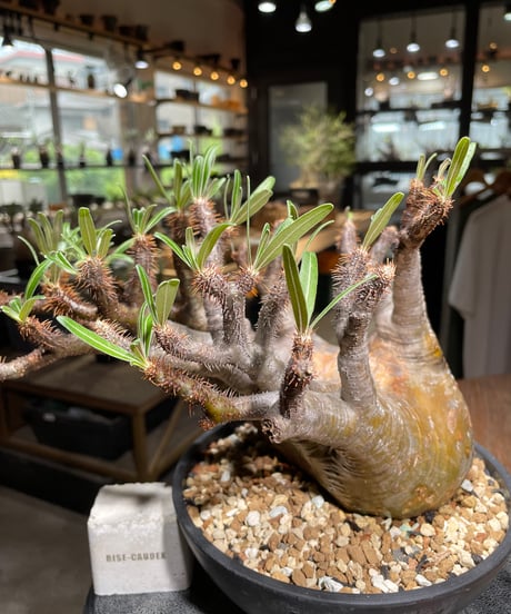 パキポディウム グラキリス　Pachypodium gracilius 　発根済　(gk-534)