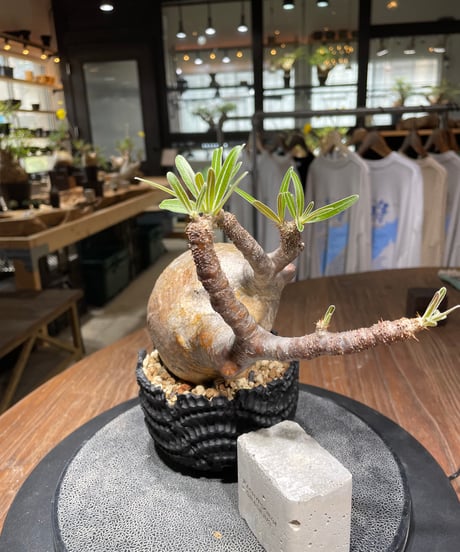 パキポディウム グラキリス　Pachypodium gracilius 　発根済　(gk-437)dip鉢