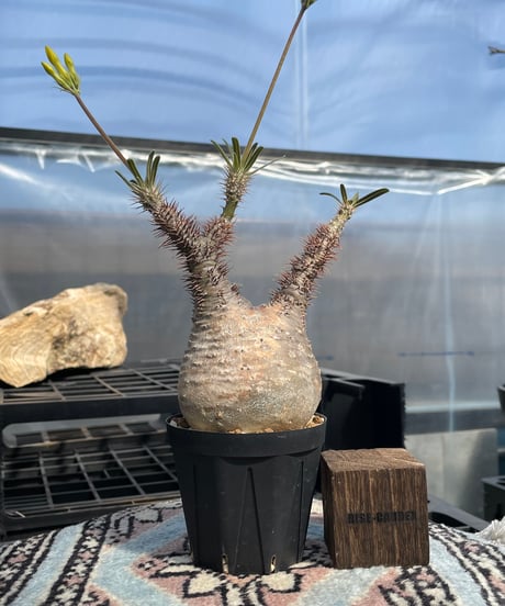 パキポディウム グラキリス　Pachypodium gracilius 　発根済　(gk-415)