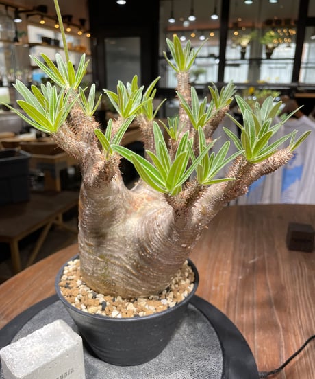 パキポディウム グラキリス　Pachypodium gracilius 　発根済　(gk-442）
