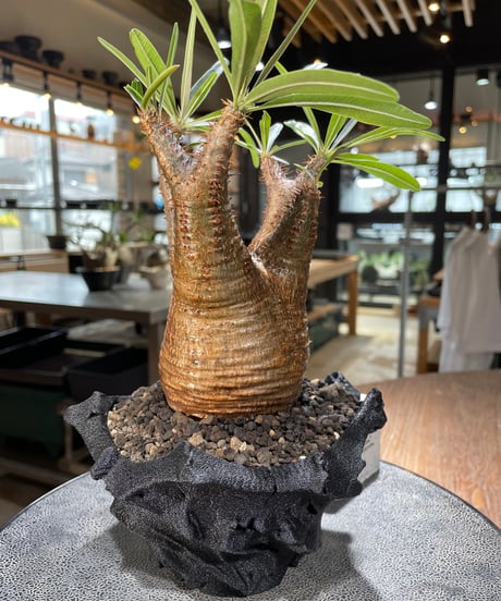パキポディウム グラキリス　Pachypodium gracilius 　発根済　(gk-570)(鉢：LAVOR Ssize CARBONBLACK)