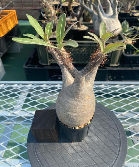 パキポディウム グラキリス　Pachypodium gracilius 　発根済　(商品番号gk-142)
