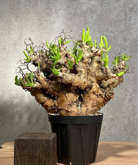 チレコドン レティキュラータス　Tylecodon reticulatus　万物想 　発根済　(商品番号cr-11)