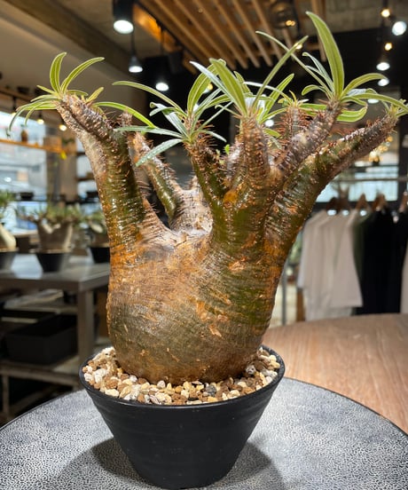 パキポディウム グラキリス　Pachypodium gracilius 　発根済　(gk-566)