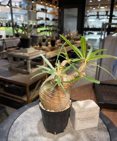 パキポディウム グラキリス　Pachypodium gracilius 　発根済　(gk-502）