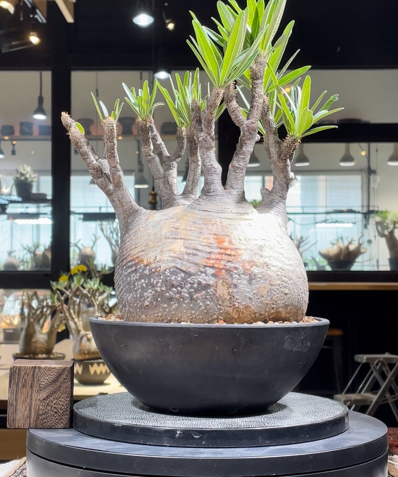 ザ*）様 パキポディウム グラキリス 発根済pachypodhium Graci パキポディウム グラキリス Pachypodium gracilius 発根済 (gk-48