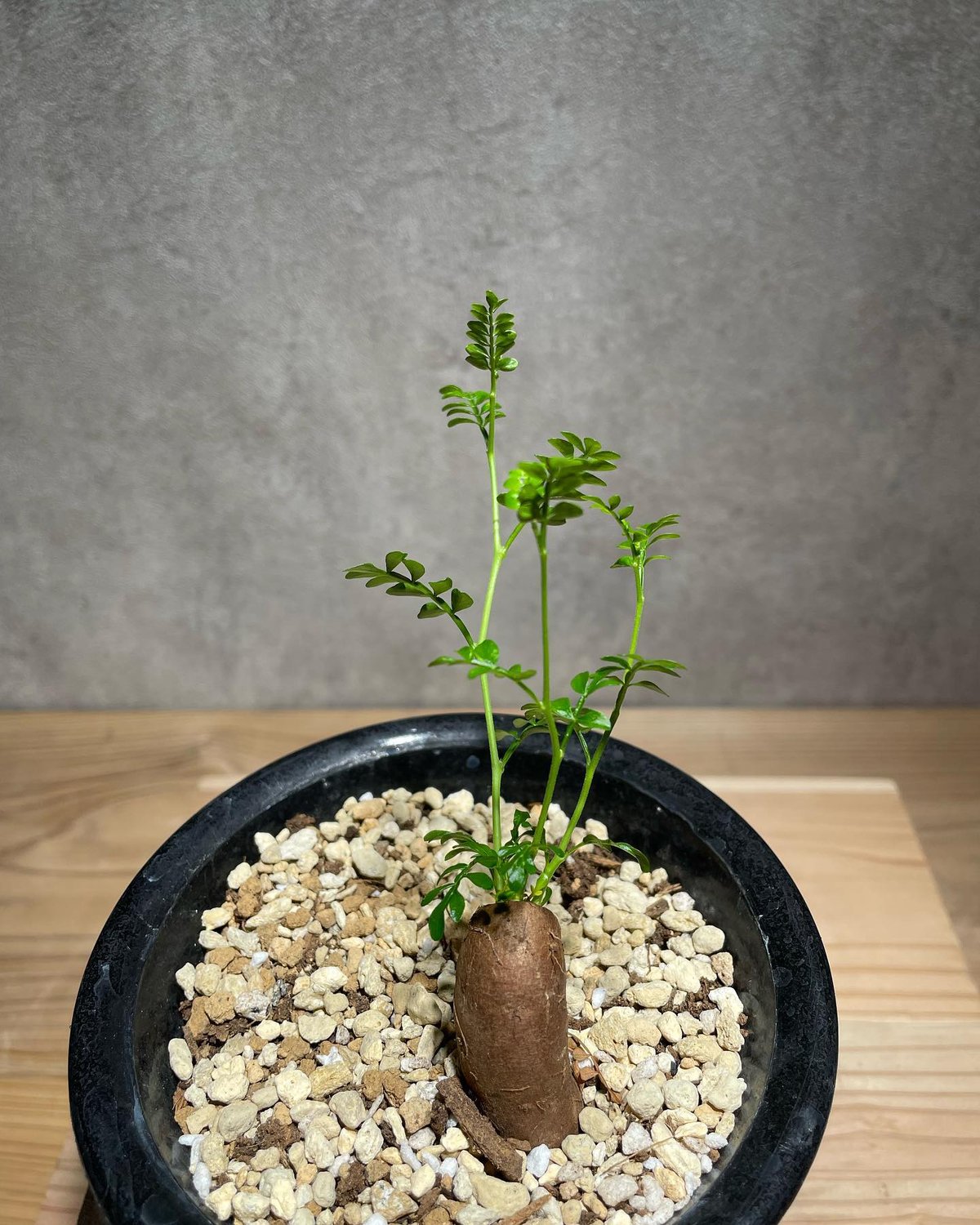 根差しパキプス オペルクリカリア パキプス 根差し (商品番号PP-56) | RISE