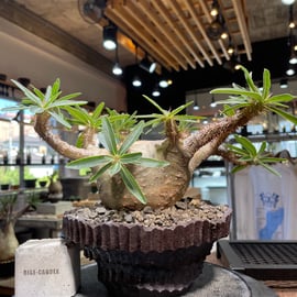 7株追加！ | RISE-CAUDEX ONLINE STORE