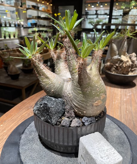 パキポディウム グラキリス　多頭　Pachypodium gracilius 　発根済　(gk-457 valiem）VALIEM　VOID　M