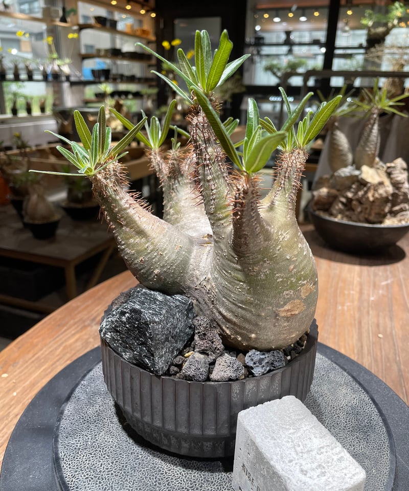 パキポディウム グラキリス 多頭 Pachypodium gracilius 発根済 (gk パキポディウム グラキリス 多頭 Pachypodium gracilius 発根済 (gk