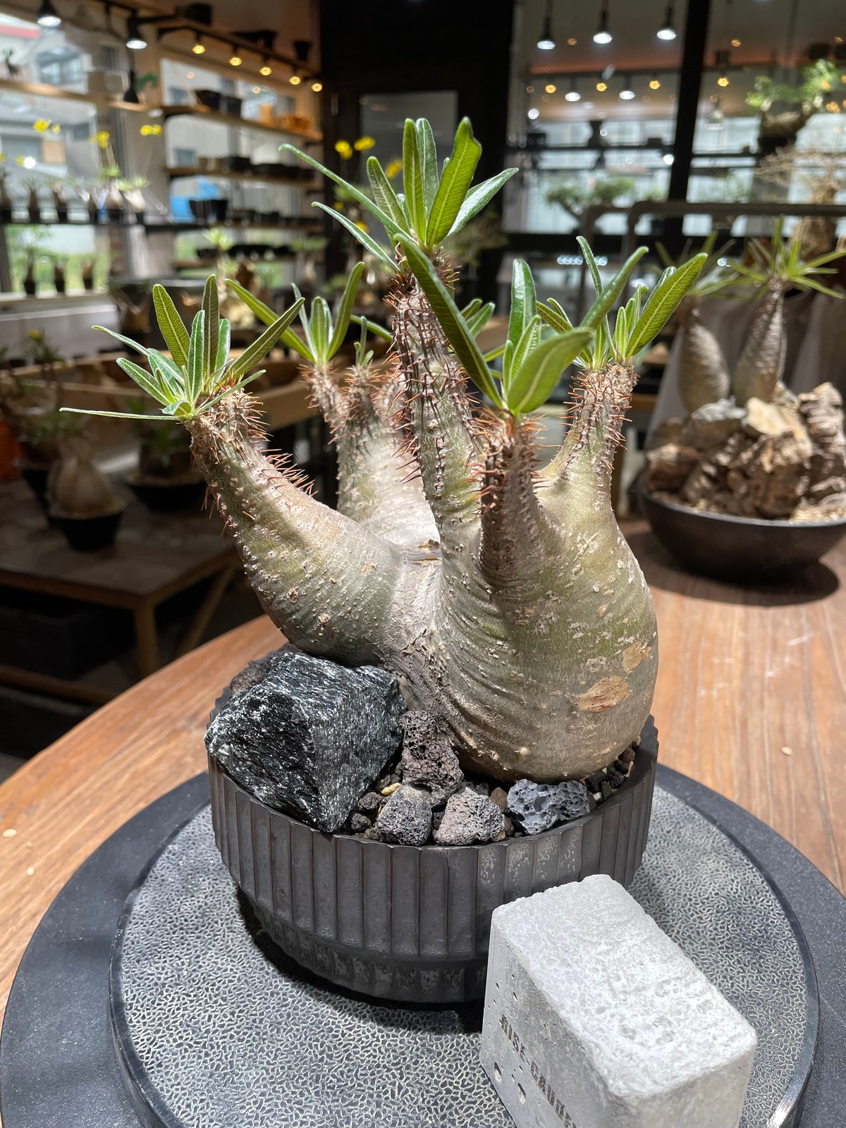 パキポディウム グラキリス 多頭 Pachypodium gracilius 発根済