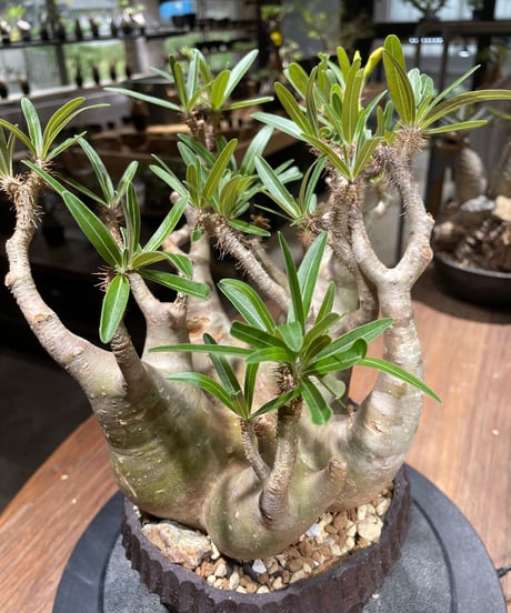 パキポディウム グラキリス　多頭　Pachypodium gracilius 　発根済　(gk-458）鉢 Kuniaki Matsui