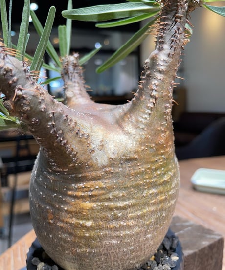 パキポディウム グラキリス　Pachypodium gracilius 　発根済　(gk-409valiem)