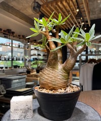 パキポディウム グラキリス　Pachypodium gracilius 　発根済　(gk-436)