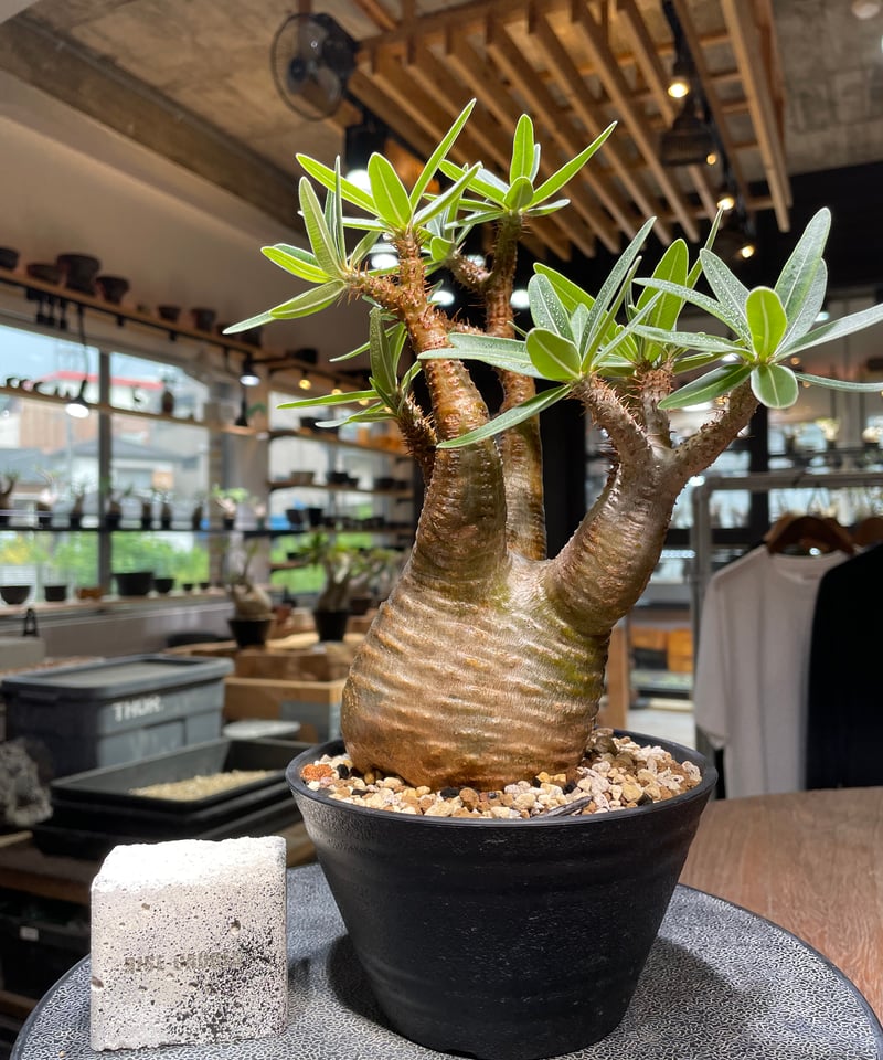 パキポディウム グラキリス Pachypodium gracilius 発根済 (gk-43