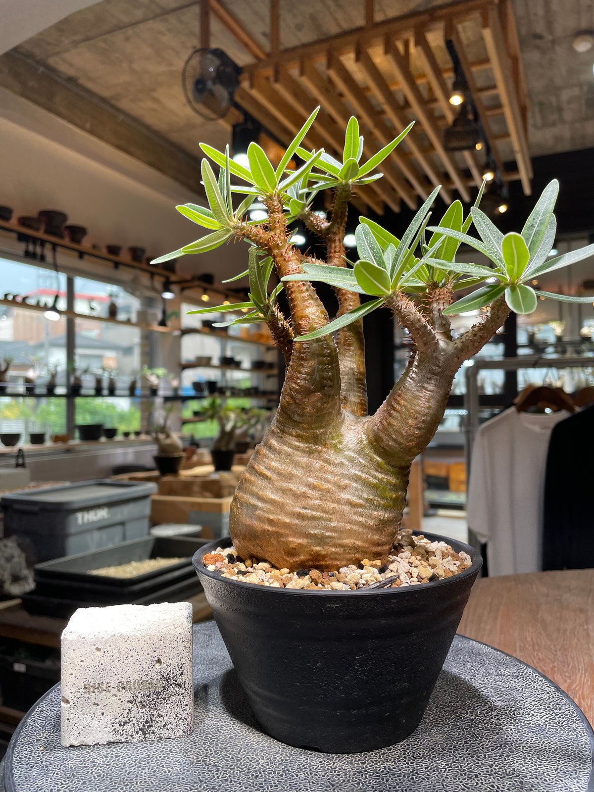 パキポディウム グラキリス Pachypodium gracilius ⑥ パキポディウム グラキリス Pachypodium gracilius 発根済 (gk-43