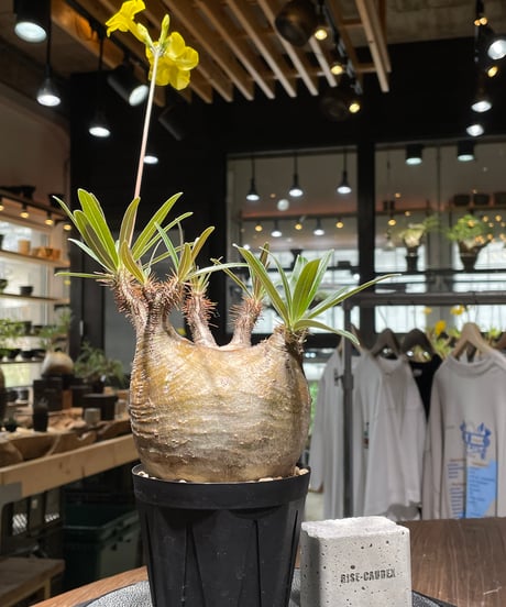 パキポディウム グラキリス　Pachypodium gracilius 　発根済　(gk-439）