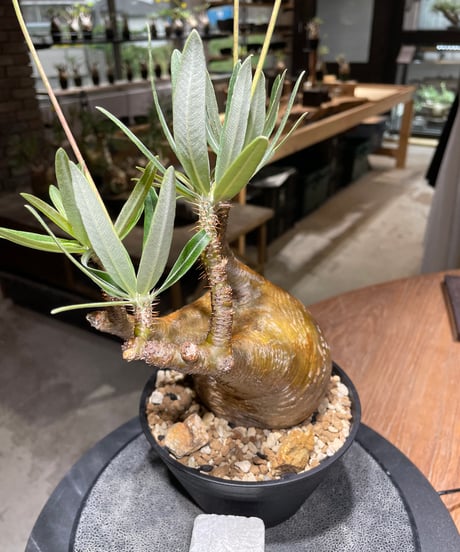 パキポディウム グラキリス　Pachypodium gracilius 　発根済　(gk-470)