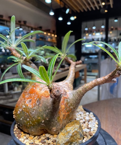 パキポディウム グラキリス　Pachypodium gracilius 　発根済　(gk-389)