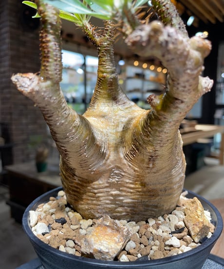 パキポディウム グラキリス　Pachypodium gracilius 　発根済　(gk-470)