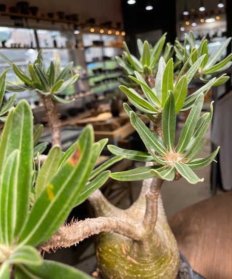 パキポディウム グラキリス　Pachypodium gracilius 　発根済　(gk-318)