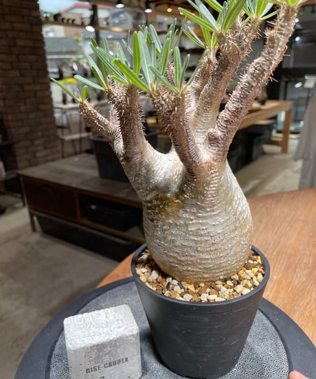 パキポディウム グラキリス　Pachypodium gracilius 　発根済　(gk-452）