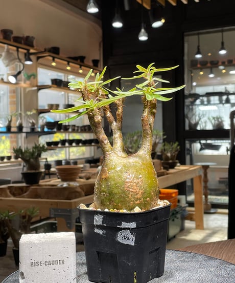パキポディウム グラキリス　Pachypodium gracilius 　発根済　(gk-391)