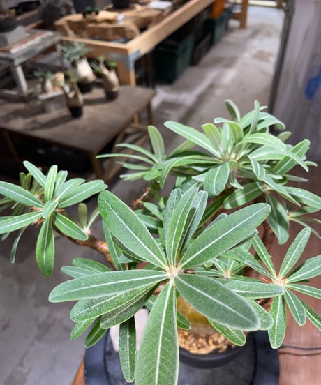 パキポディウム グラキリス　Pachypodium gracilius 　発根済　(gk-517）