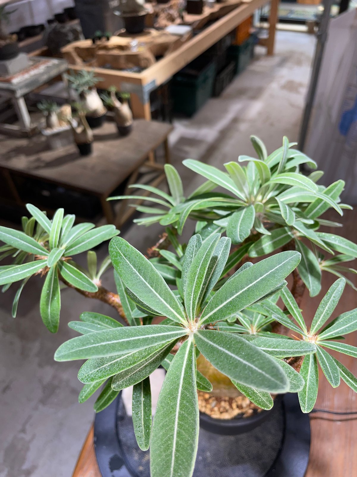 発根済】グラキリス 051001】発根済 パキポディウム グラキリス | KANIK