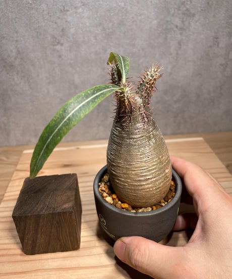 パキポディウム グラキリス　Pachypodium gracilius 　発根済　(商品番号gk-61valiem)  VALIEM 　BOWL　sizeXS　(VALIEMタグ付き)